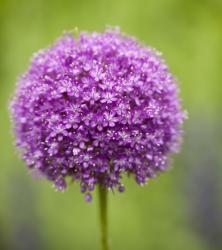 User Profile: allium00
