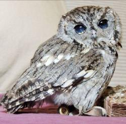 User Profile: raspberryOwl5374