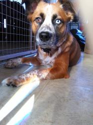 User Profile: PiquedPiper