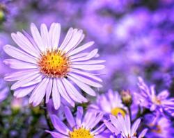 User Profile: sunflower026