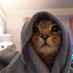 User Profile: SneakyMouse13