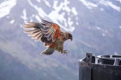 User Profile: Mandyeaglelover
