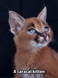 User Profile: HopelessKittenZero