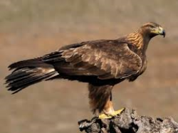 User Profile: reliableeagle6670