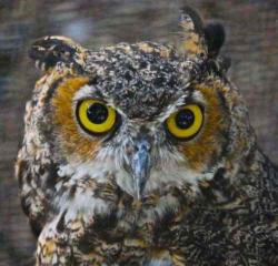 User Profile: BigOwl1