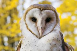 User Profile: ArgentOwl2021