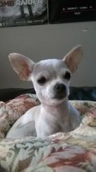 User Profile: IAmScootaloo