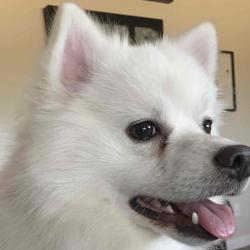 User Profile: snooboku