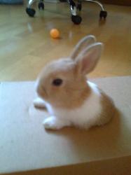User Profile: 3Rabbits