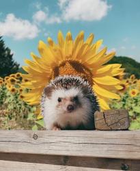 User Profile: fairywrong