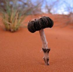 User Profile: DesertFungi