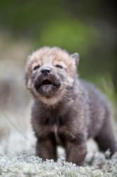 User Profile: Wolfpup07777