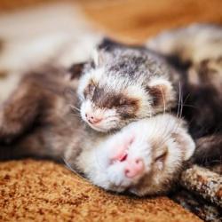 User Profile: DeterminedFerret