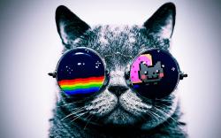 User Profile: HiKitty