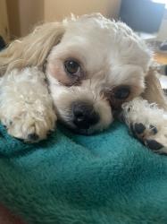 User Profile: Lottie2x