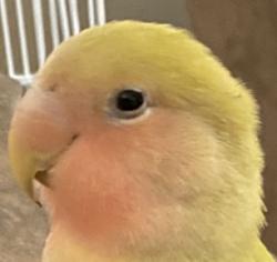User Profile: UwUperson321