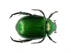 User Profile: GreenScarab