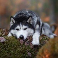 User Profile: HuskyHope
