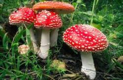 User Profile: littleMushrooms2591