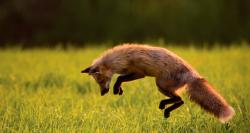 User Profile: Vulpine