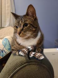 User Profile: KittenInMittens