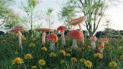 User Profile: littleMushroom212