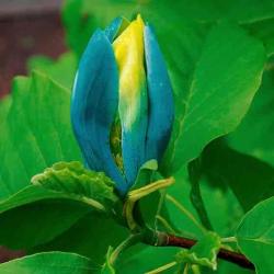 User Profile: greenmagnolias2404