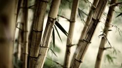 User Profile: CadeD