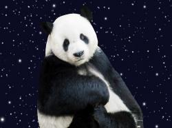 User Profile: PandaStarlight