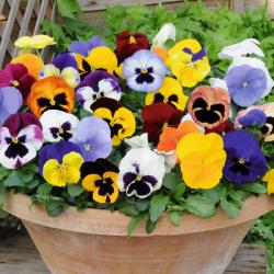 User Profile: LetTheFlowerBloom