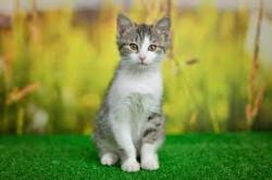 User Profile: amusingCat8832