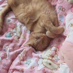 User Profile: Lovelycat1929