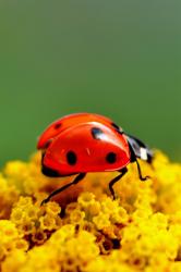 User Profile: ladybugs