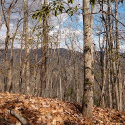 User Profile: StillStanding68