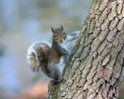 User Profile: GreySquirrel