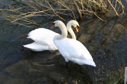 Profile: TheProverbialSwan