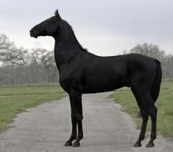 User Profile: BlackHorse1111
