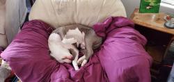 User Profile: PitbullMom9