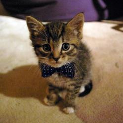 User Profile: Alphameowcat