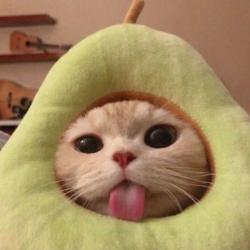 User Profile: ThatAvocadoCat