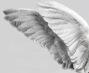 Profile: MyFeathers