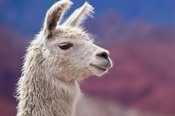 User Profile: fashionablellama