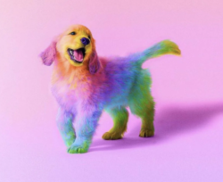User Profile: ChaosCookie22