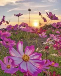 User Profile: peacefulpisces
