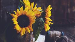 User Profile: crimsongold
