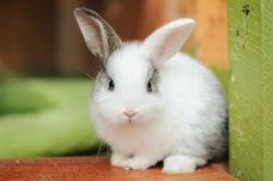 User Profile: Bunny1owo