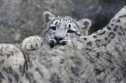 User Profile: SnowLeopard21