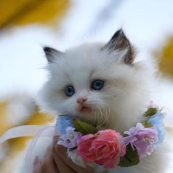 User Profile: Pupkitty