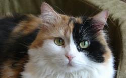 User Profile: RozeTheCat