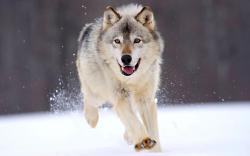 User Profile: limegreenWolf